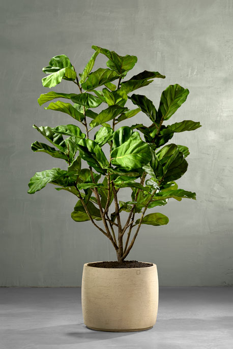 Ficus Lyrata kunstplant in pot Atelier Vierkant