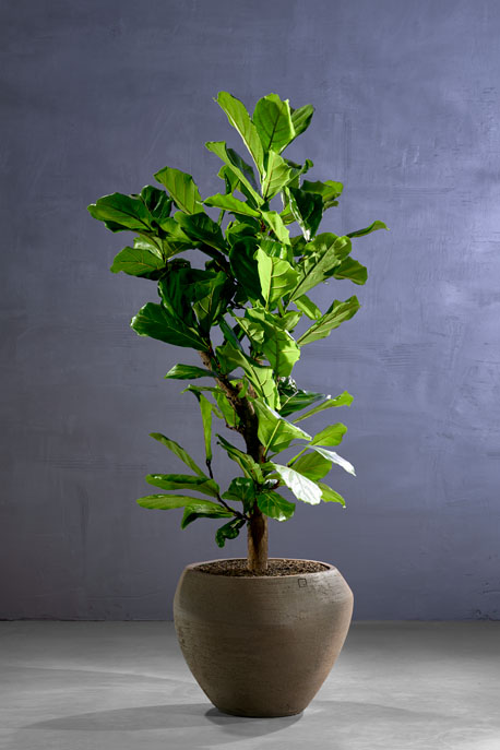 Ficus Lyrata op stam in pot Atelier Vierkant