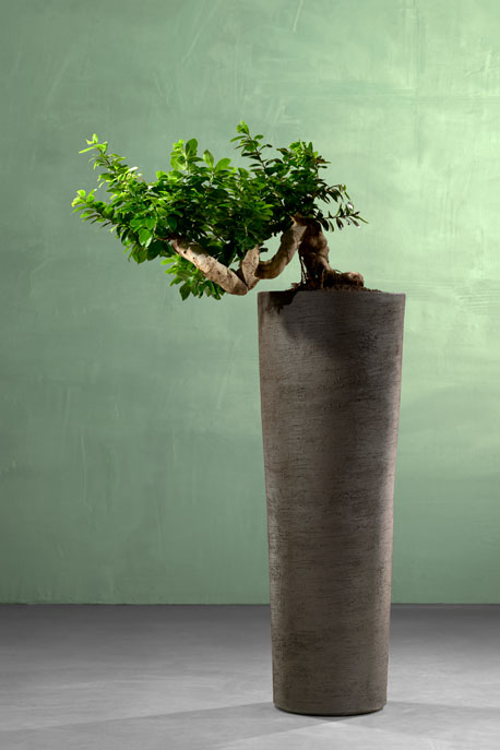 Ficus Microcarpa Compacta in pot Atelier Vierkant